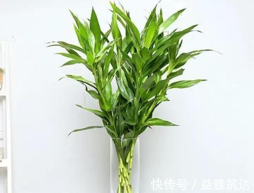 根系|富贵竹离不开这种水,加一点,不烂根、不黄叶,家里吉祥富贵