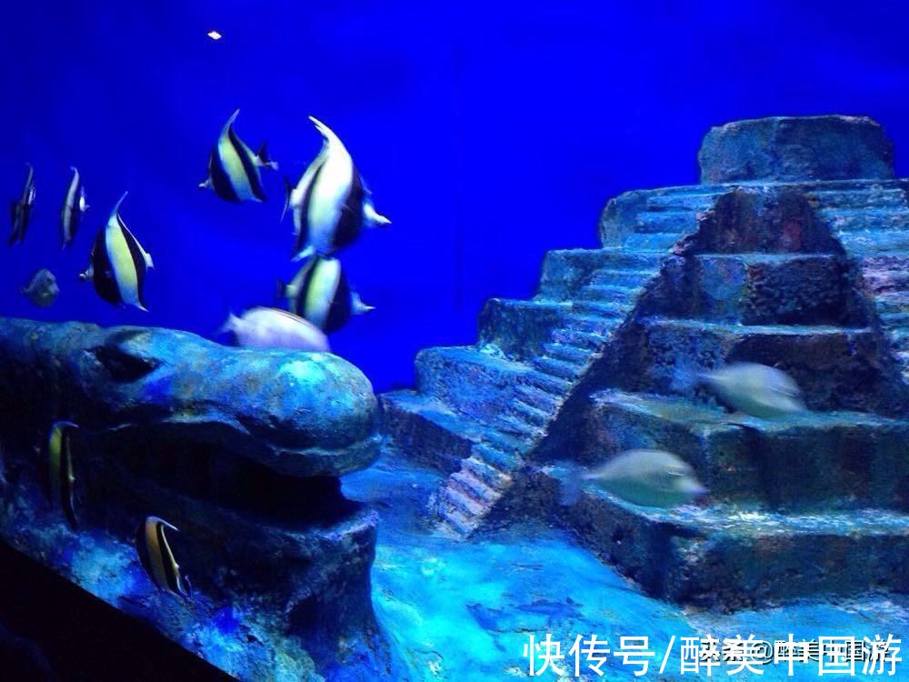 海洋生物|探访北海海底世界，海洋生物丰富，适合全家出游