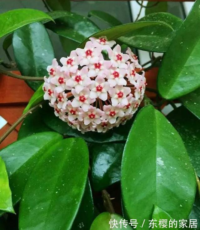 花期最长4种花，漂亮似牡丹，轻松一养就爆盆，不要错过