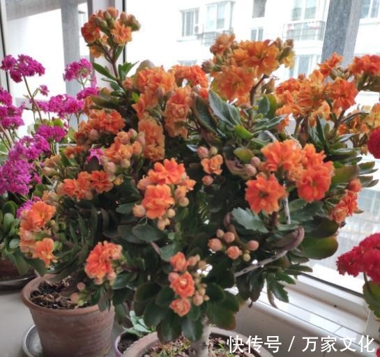 长寿花养一年就扔太可惜了,按此方法养,养成老桩,开花才漂亮