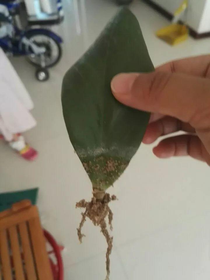 6种寓意好的花，剪根枝就能活，年年爆盆不操心！