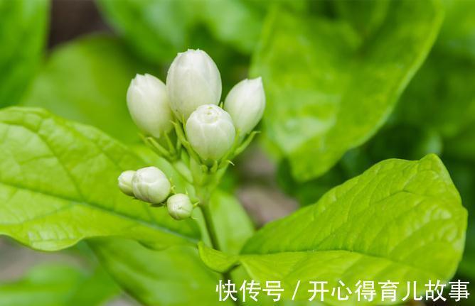 茉莉开花花小香味淡,掌握这几种施肥方法,花大香味浓