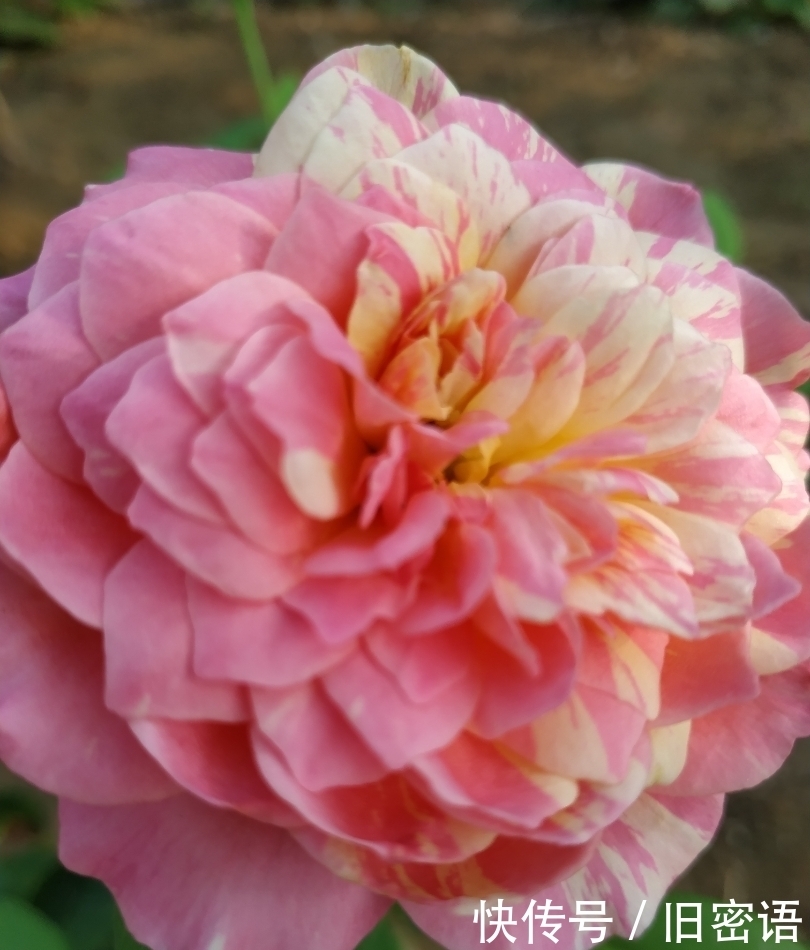 关键|被名字耽误的“香水花”,关键耐热无虫害,单朵能持续绽放小半季