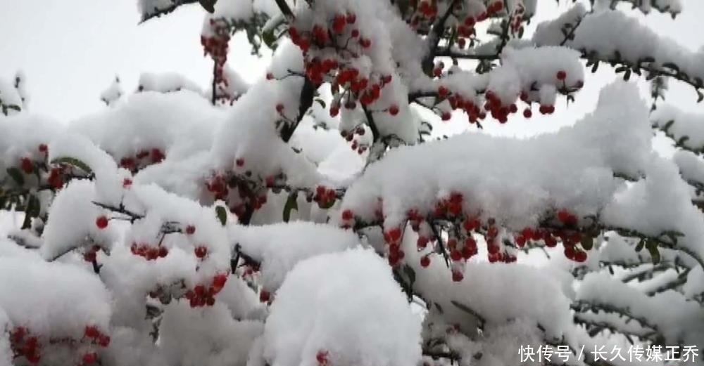 白茫茫|多图直击：2020湘西初雪已至 雪树玉砌 琉璃世界