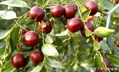 院子|家里有个小院子，别光养月季，种上3棵树，开花结果寓意好