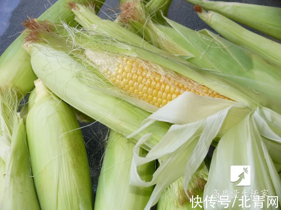 菊苣|“嘌呤大户”被揪出，少吃避免痛风，同时多吃这2水3物