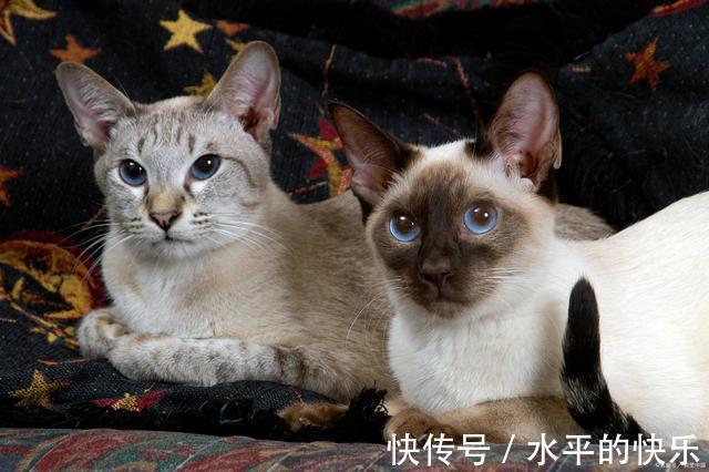 |主人给一公一母两只猫取名，也太搞笑了！原来养猫还能这么好玩？