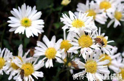 花园|让人喜欢的4种花,种植容易,全年开花,花量丰富,阳台变花园