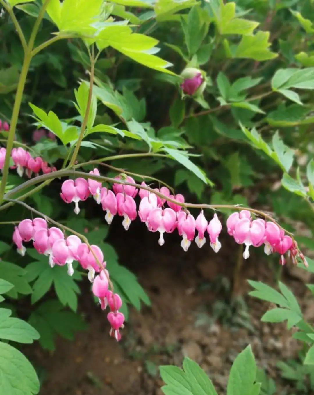 这盆吊兰养2年，年年开满小金鱼，大吉大利好喜气