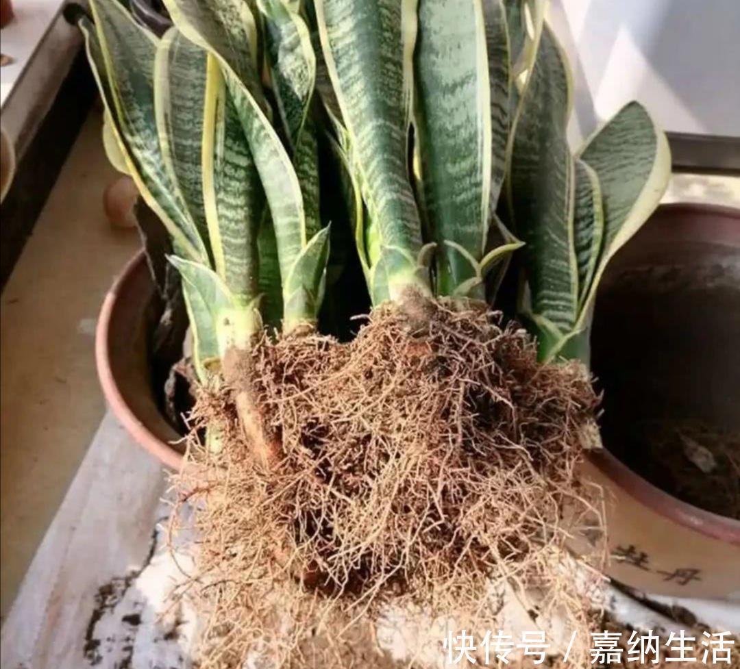 长势|养虎皮兰不用施肥,教你2个方法,让它长得枝叶繁茂