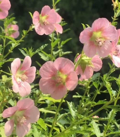 四种植物度夏难,春夏防护做得好,这个夏天轻松过