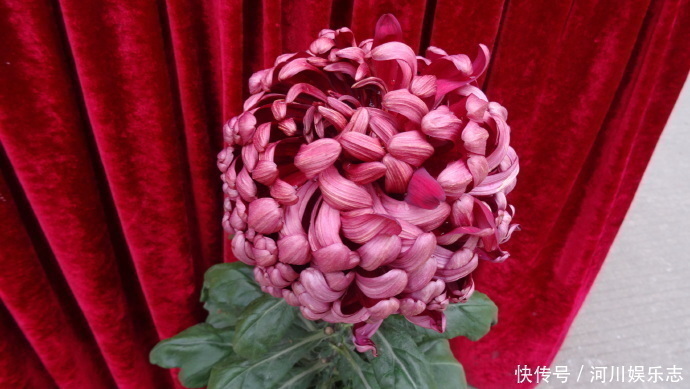 黑天鹅|此款花懒人最爱养,沾点水就爆盆,花姿优美,花朵美艳迷人,超美