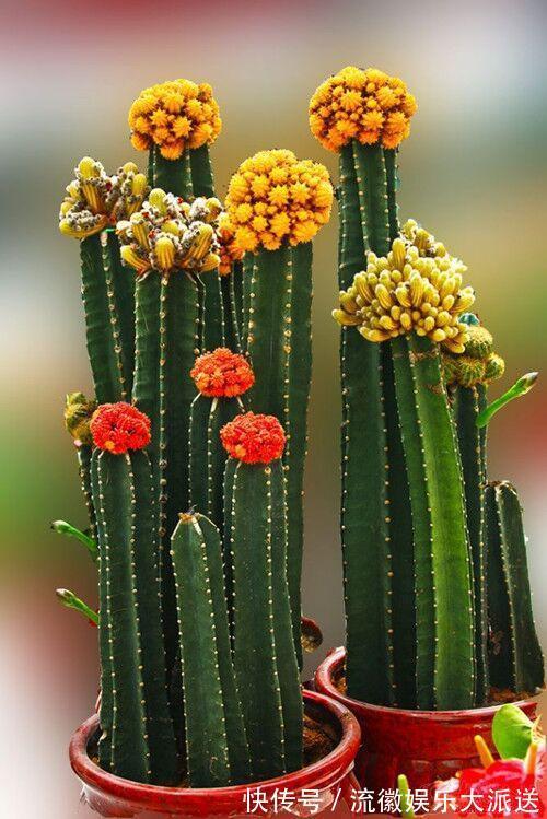 栽种|儿时种下一颗仙人掌,10年后,爷爷打来电话,现在2万都不卖!