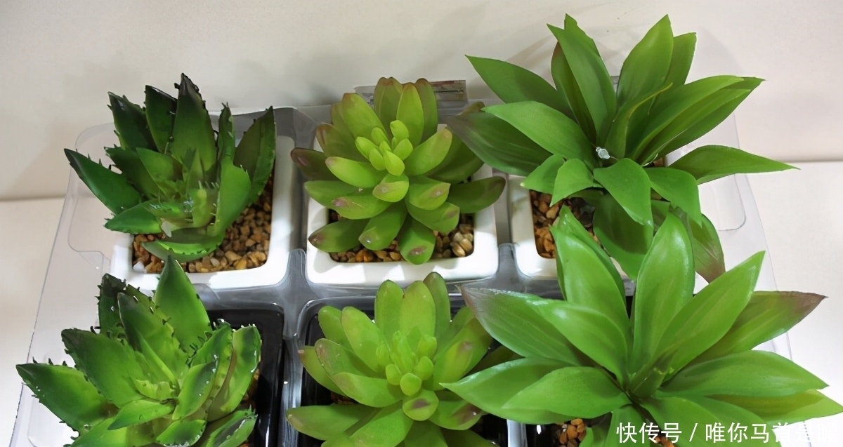 此3种情况是在提醒肉友该换盆土了,别忽略!