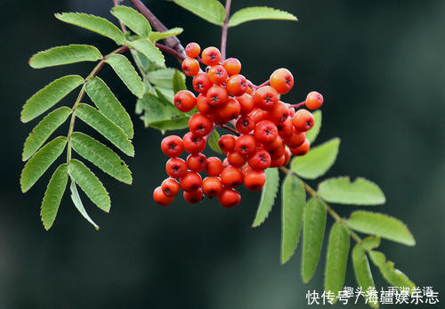 此花是避雷的神树，放于七座炉灶中也烧不断，象征着不懈怠的心