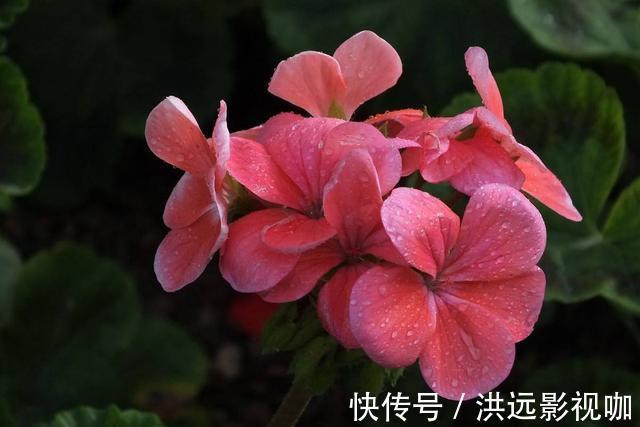 “对付”天竺葵有绝招，赶紧学会，枝枝挂花苞长疯了