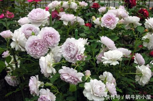 贵州|贵州大妈别的花不爱,就喜欢养月季,院子里养了4种,都是精品