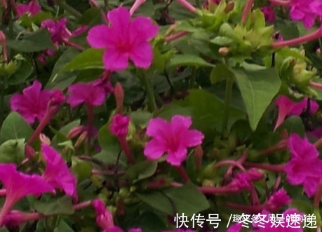 这三种花号称天然的灭蚊器，居家养一盆，让你轻松度夏