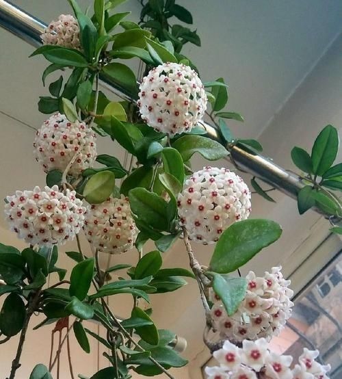 开花最勤快的盆栽，年头开到年尾，花色喜庆，养护容易，适合新手