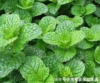 卧室|卧室里最适合放这三种绿植,空气清新睡眠无忧,赶快试试吧