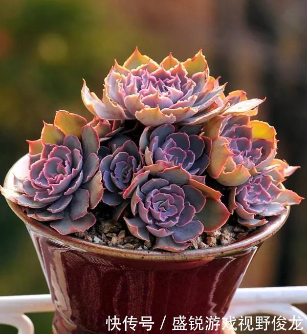 多肉植物上色的二三事 其实给点阳光就灿烂的 是多肉 快资讯