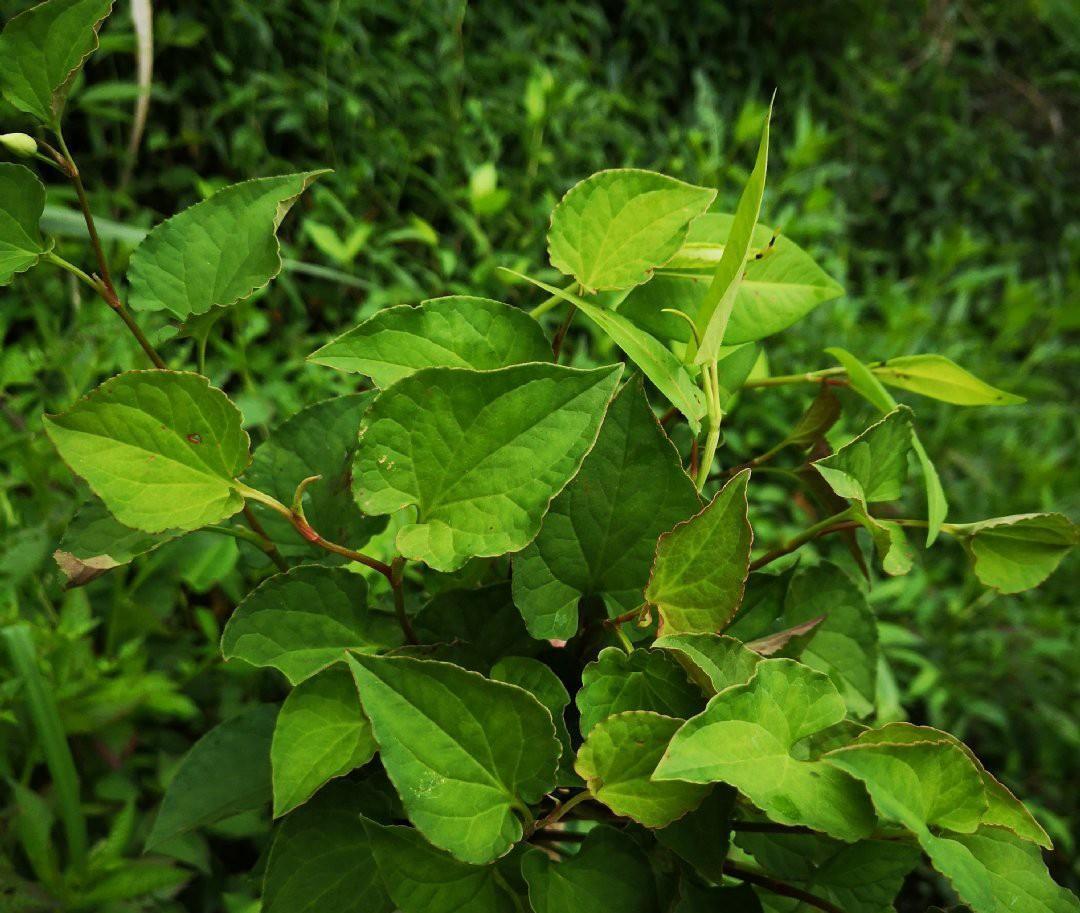 客家人无私分享出来的3种凉茶配方，清热祛湿解暑，味道甘中带苦