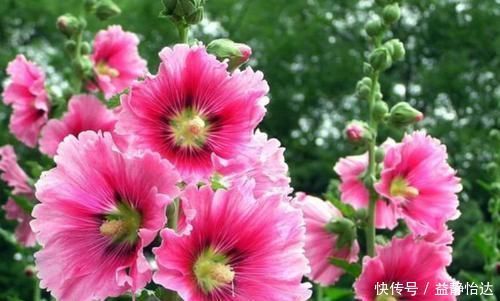 养花就养这几款,全年开花不停,颜值高,随便一养成花海!