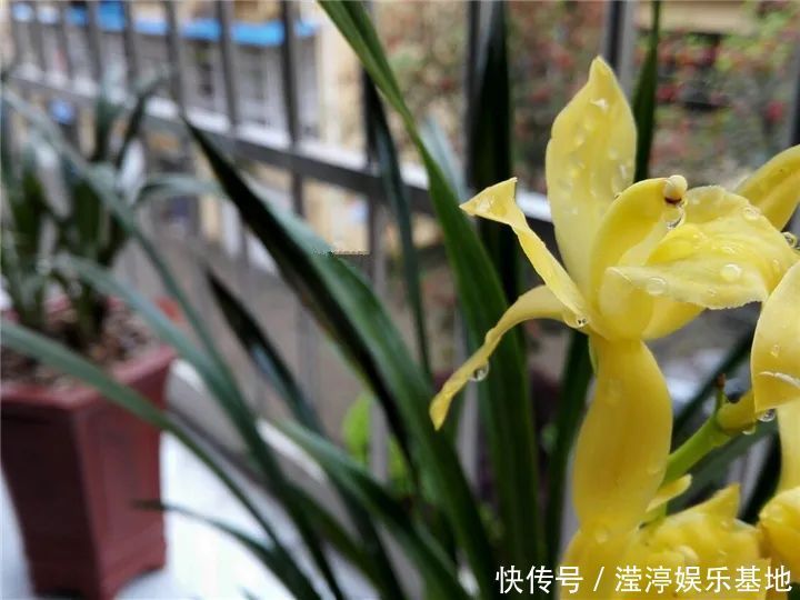 10种花爱喝醋,浇水加点酸,叶子油亮爱开花!