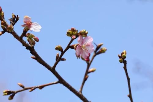 “史上最早”樱花季来了？梅花表示不爽：我还没红够呢