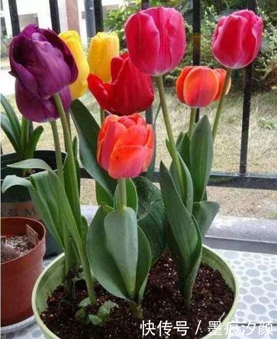 春天买花8种“疾病花”别买回家,客厅卧室“不能养”,别忽视!