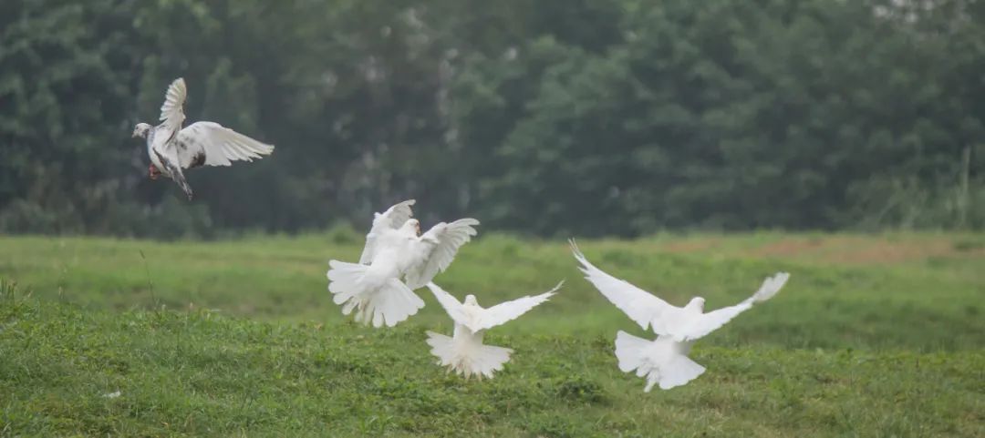 动物|春，万物生发，良渚古城遗址公园中的“神奇”动物已出没