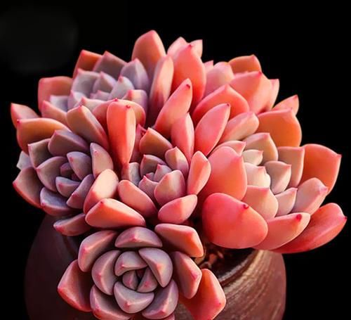  看上去很|盘点10款粉色系多肉，各有各的美，粉萌可爱，你最喜欢哪种？