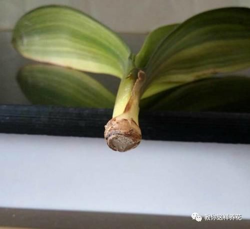 发财树君子兰烂根,可别扔了,1个小招就能救活!