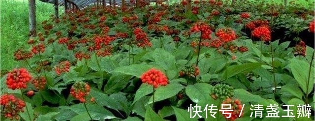 花序|自然界中有些植物的“花序”为什么不尽相同,其中有什么秘密?