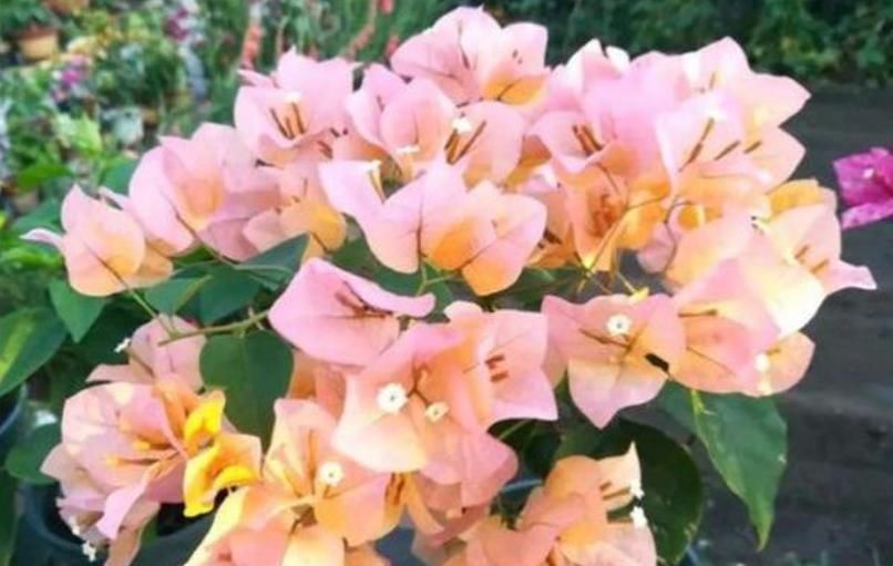 妖娆|3种便宜花,却开花特漂亮,妖艳妖娆,层层交叠,烂漫迷人眼