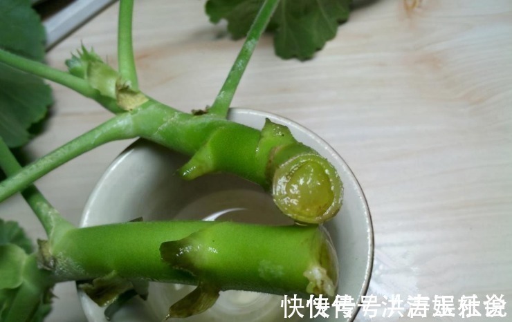 下一代|扦插好方法养花繁殖下一代，试试这3招，简单好使