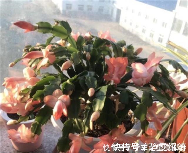 溶液|养蟹爪兰，别只浇水，用点这种“溶液”，茎节横生开花红红火火！