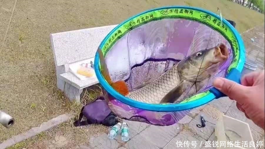 二十年老司机再次强调:热天唯独这鲤鱼钓法最奏效,一般人我不说