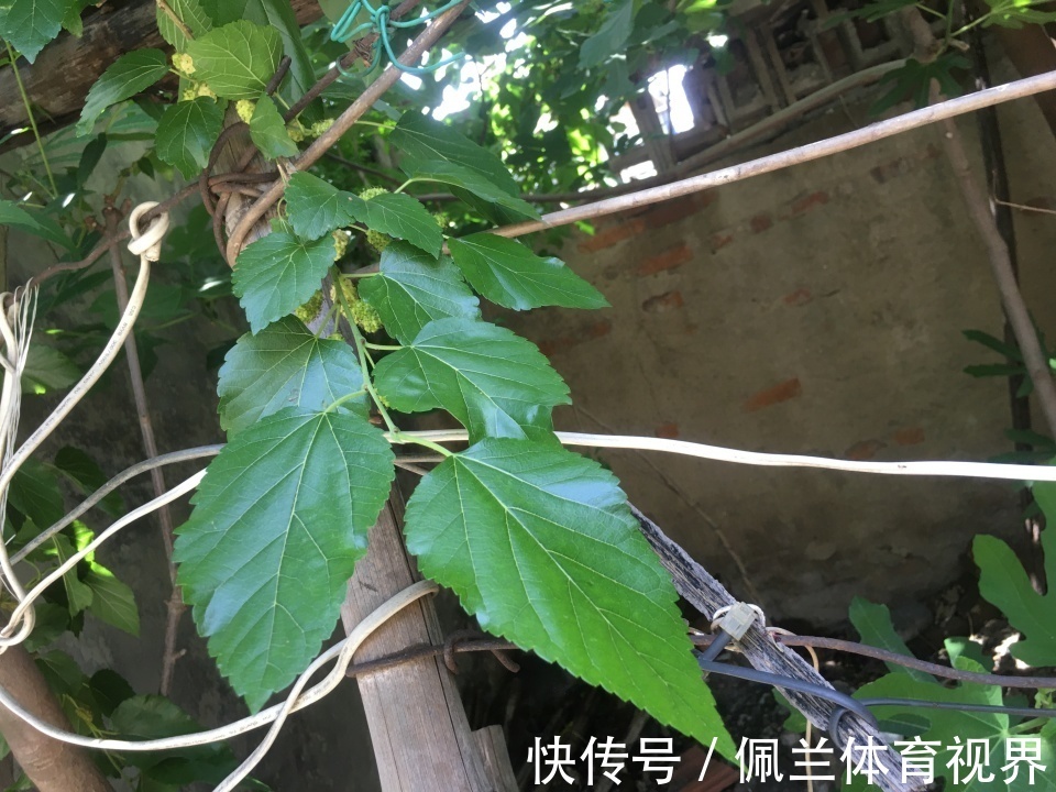 麦秋|农村随处可见的桑叶,采摘了做茶特别好,啥时候采摘为妙?