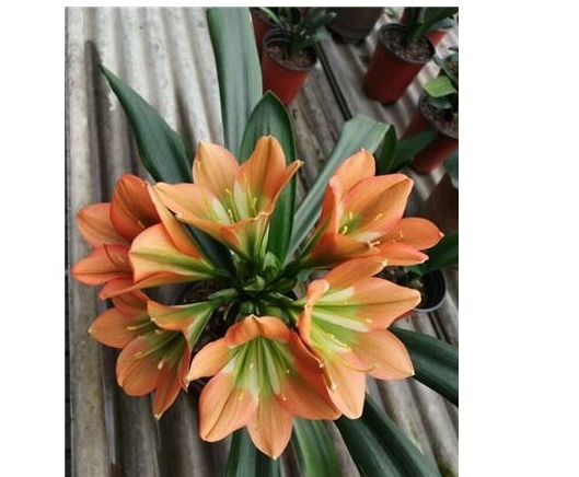 淘米水，啤酒水靠边站，以下几种水浇花，君子兰水灵灵、花多多