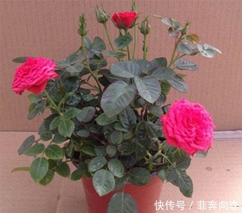 花卉|这种花被称为花中皇后,花型极大香气浓郁,月月都能开花