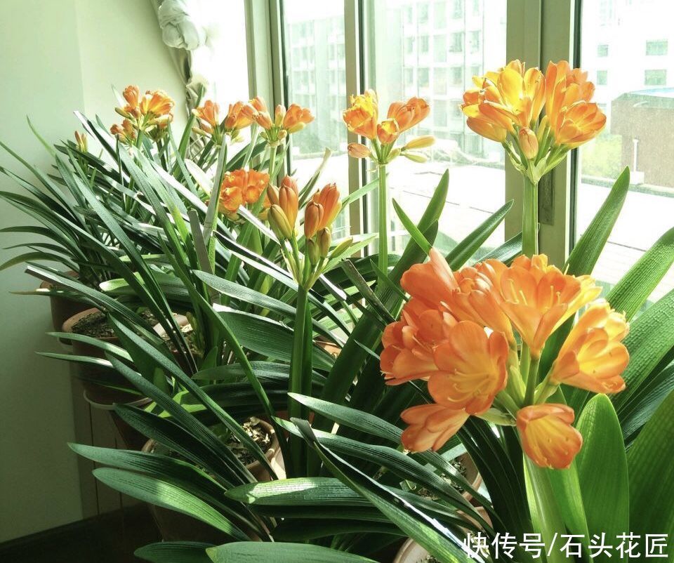 花箭|养君子兰,关键在“11月”,用对“方法”叶子规整、开花早