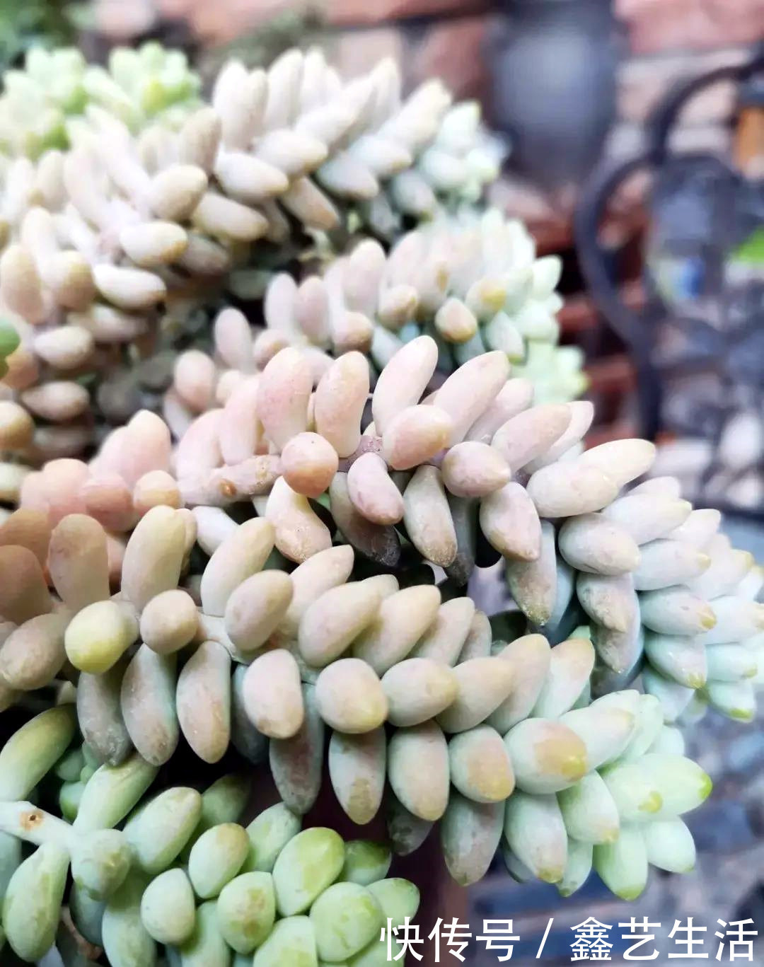 瀑布|最耐晒的8种多肉,夏天照样疯长不停,呼呼窜成小瀑布