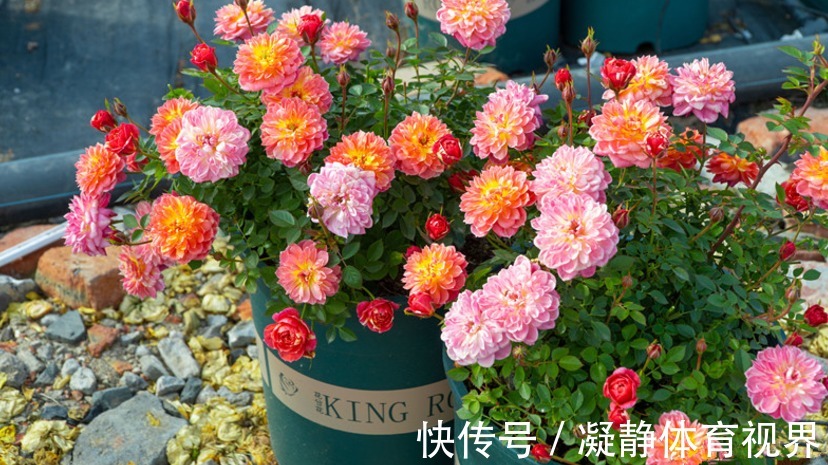 喜欢月季,挑这3样微型种盆栽,搁阳台养眼,打理难度低