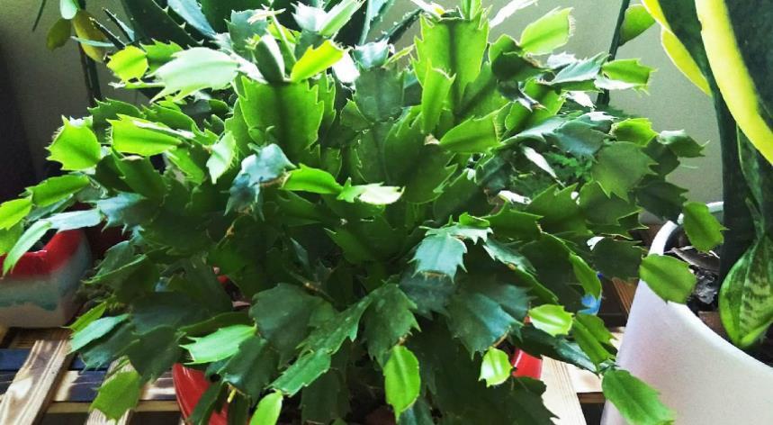 阳台上|7月养殖蟹爪兰，早点告别这3个习惯，盆栽才能安全度夏