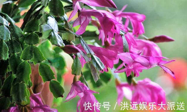 养分|用这种“土”养蟹爪兰，不花钱，养分足，叶片肥厚，开花棒！