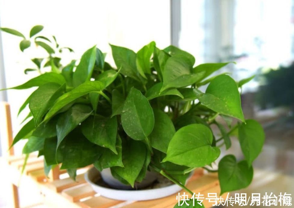 黄叶|朋友看到我养绿萝,让我赶紧扔掉,理由是“一棵绿萝藏七个鬼”