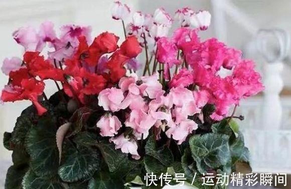 农历10月3日立冬后,养什么花?以下3种花,凤凰于飞美满家园