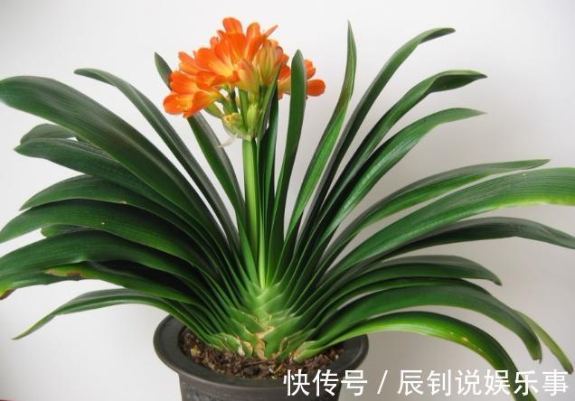 君子兰,阳台党深爱的盆栽年宵花!养护注意3细节,年年开花