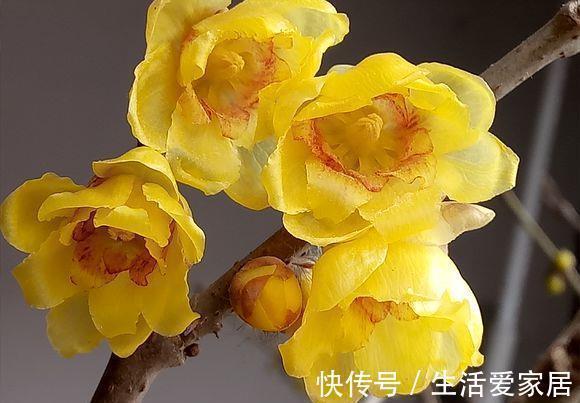 玫瑰花|6种漂亮花，又香又好吃，美食之花，你养过几种？
